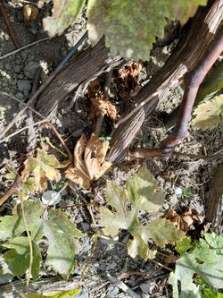 Grapes