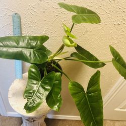 Burle Marx Philodendron 