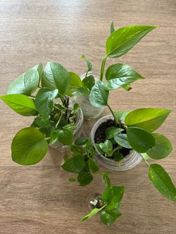 Pothos cuttings