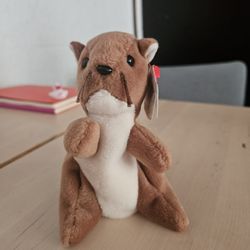 Squirrel 