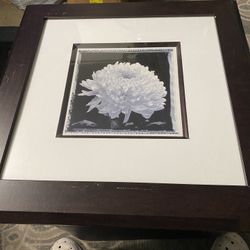 Beautiful White Flower Picture 