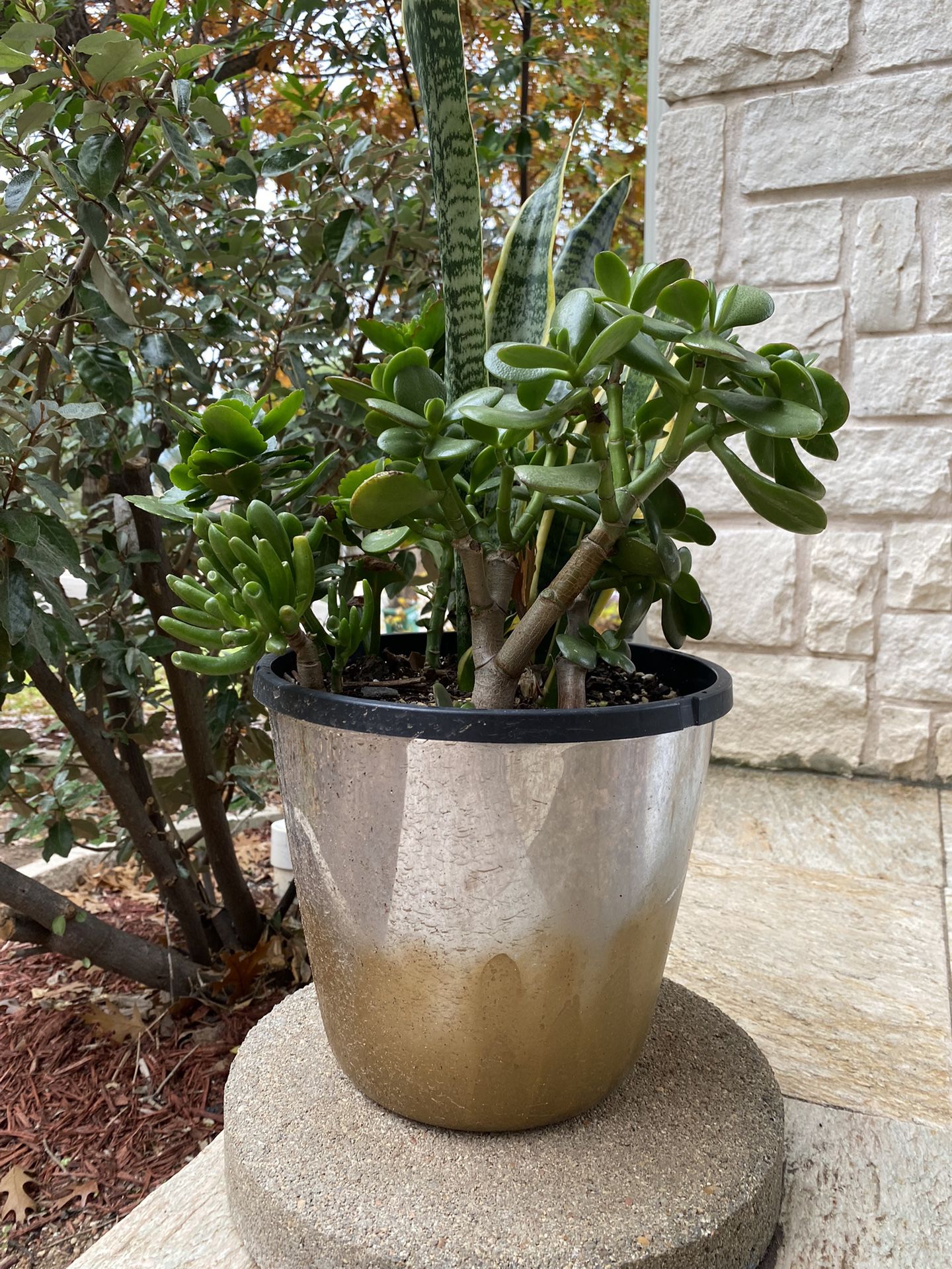 Succulent With Metal Pot