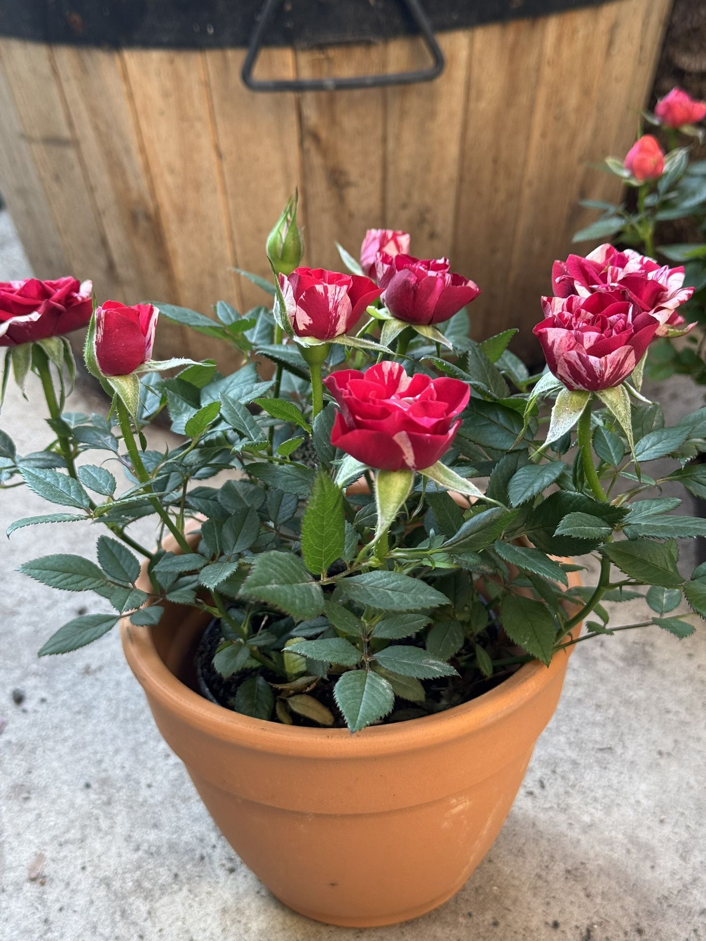 Potted Mini Roses