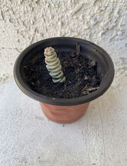 3 Inch Pot Succulent Plant - Rare Crassula Fantasy - Baby's Necklace Variegated - Established Plant - Drought Resistant - 🪴 