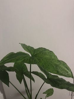 Mojito syngonium cutting