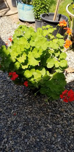 Flower plant