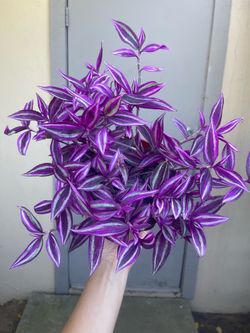 Tradescantia Zebrina Pink Paradise House Plant 6” Pot