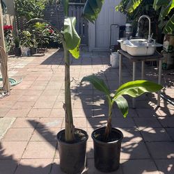 Plantas de plátano 🍌 vivas