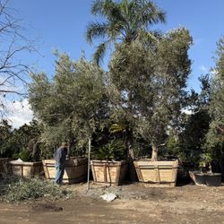 Mature Olive Trees