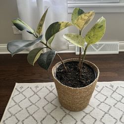 Ficus elastica (Rubber Plant) w/plant Pot 
