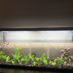 Aquarium 55 Gallon With Fish (Price Negotiable)