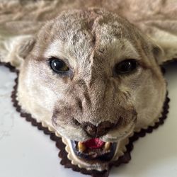 Cougar Pelt/Wall or Rug