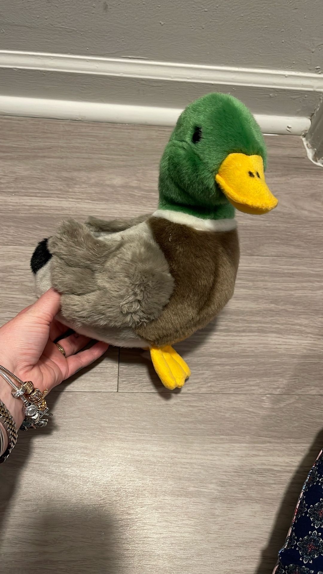 Mallard Duck