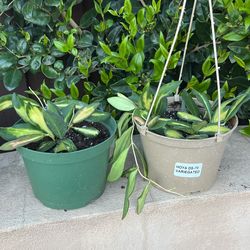 Hoya 'DS 70 Variegated “6 Inch Pot