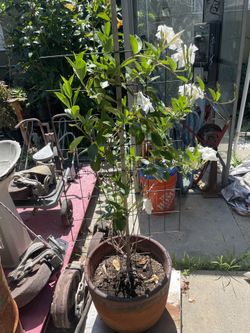 Beautiful Mandavilla Plant And Pot