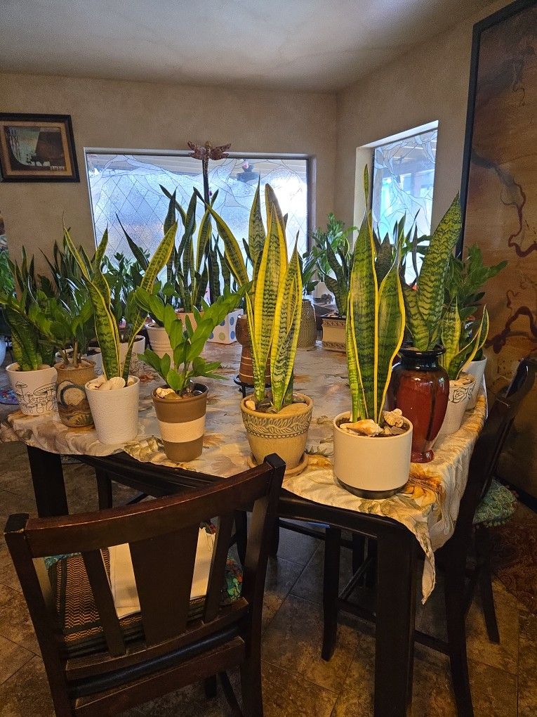 ZZ Plants And Snake Plants In 5in To 8in Ceramic Pots 