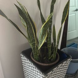 Mother-in-law’s plant