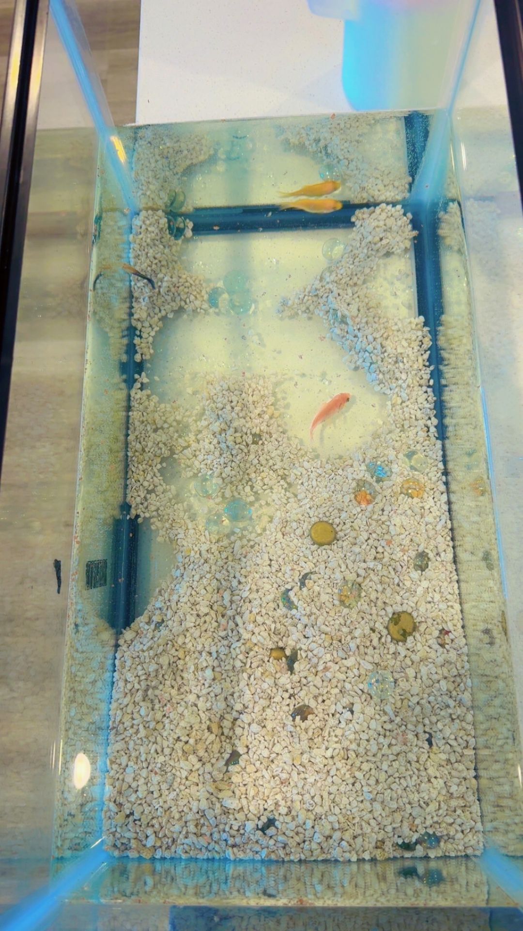 10 Gallons Fish Tank