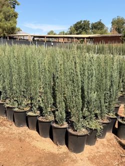 Italian cypress 5 gallons
