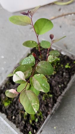 Rare Red-Leaved Snow Bush Plant