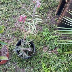  Alligator Plant In Bloom Succulent Low Maintenance 