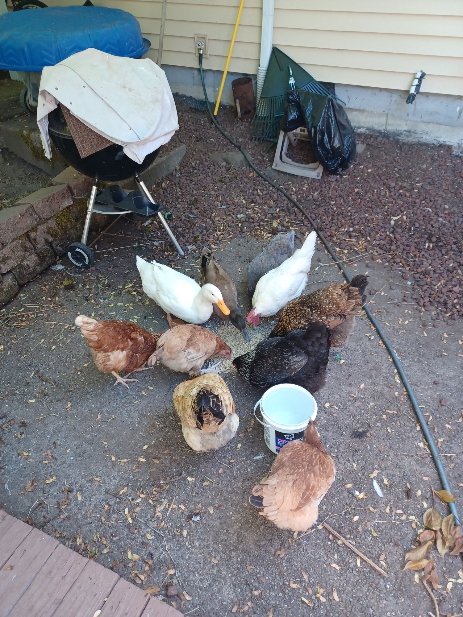 Pasture  Raised Eggs  $8 a dozen