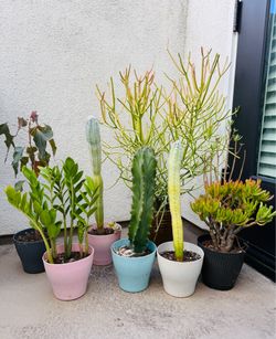 Plants Lot