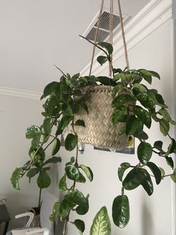 Hoya Carnosa