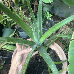 Aloe plant