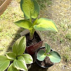 Hostas Beautiful Perennisl Plants ( Shade/ Half-Shade), Each.
