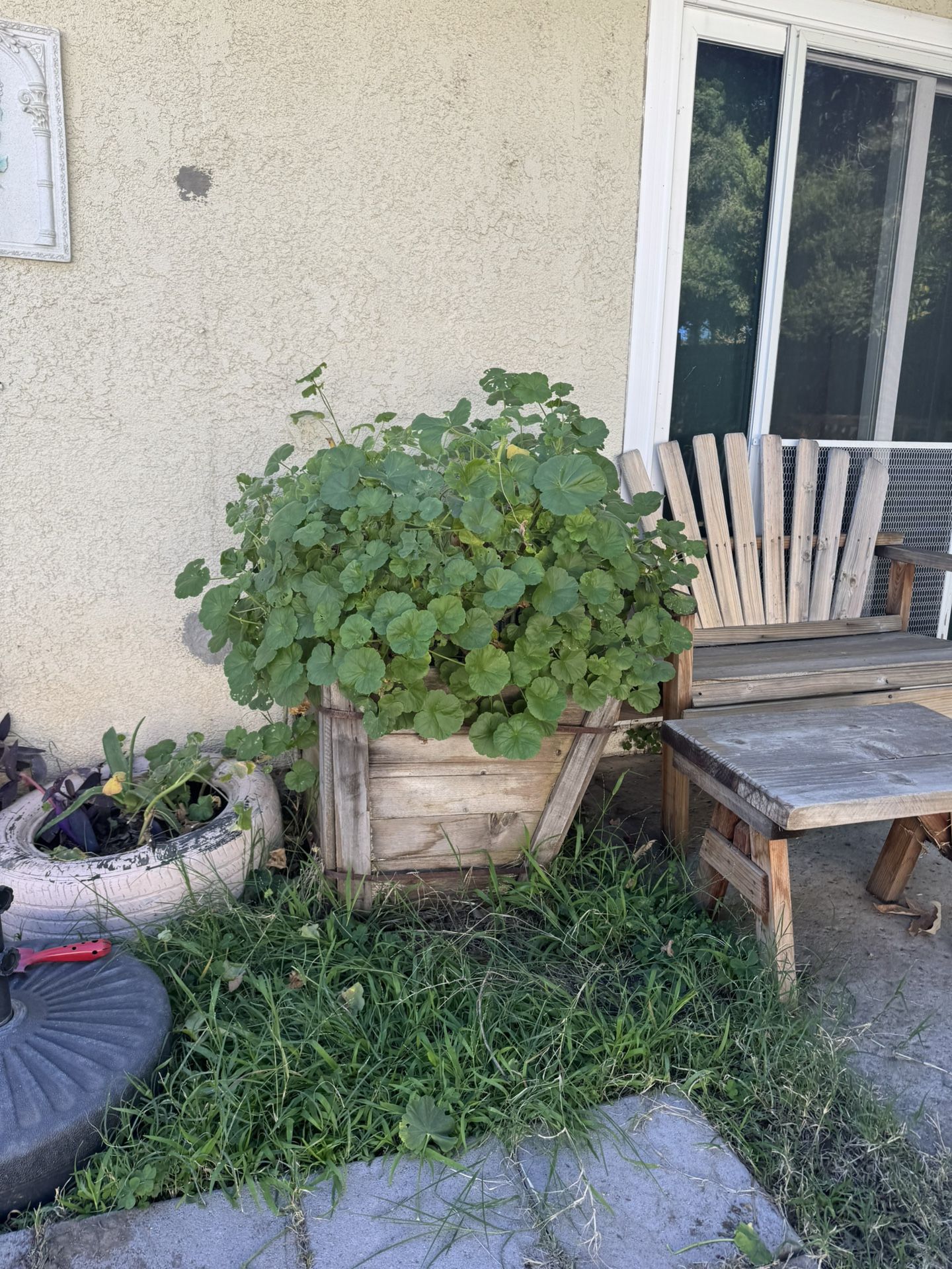 24 Inches Old Planter Full Of Succulents $30