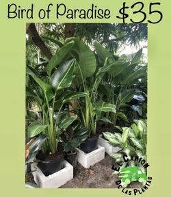 Home Plants- Bird of Paradise (7 gl) $35