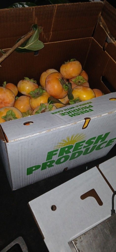 Fresh FUYU PERSIMMONS FOR A BARGAIN PRICE, 3.00 A POUND 2.0/1