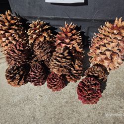 Acorns And Giant Pine Cones 