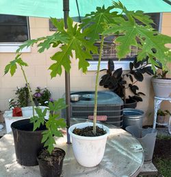 3 papaya plants