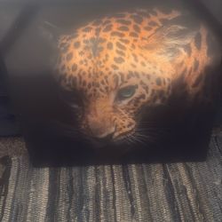 Wildlife  Wall Picture
