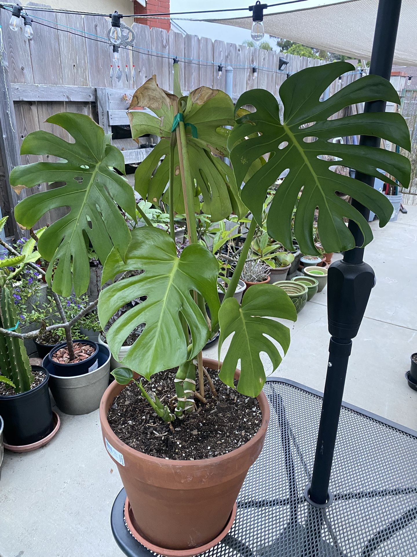 Monstera Plant for Sale in San Diego, CA OfferUp