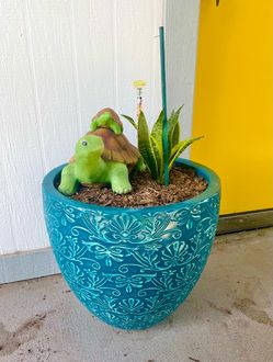 Live Snake Plant in Big Outdoor Pottery [Wards Off Evil!!!]
