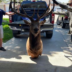 Elmer the ELK!!