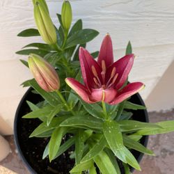 Oriental Lily Perennial Plant