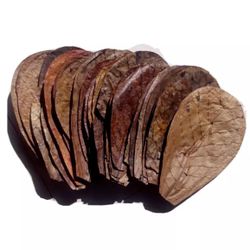 Indian Almond Leaves For Aquarium Health