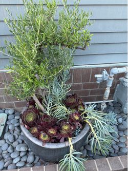 Free plants (heavy)