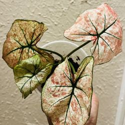 Caladium Fire Phoenix 