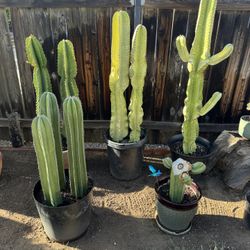 Cactus Plant (Mexican Fence Post)