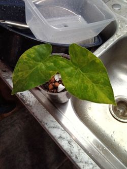 Variegated alocasia gaggiana