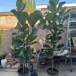 Fiddle Leaf Fig Over 6ft