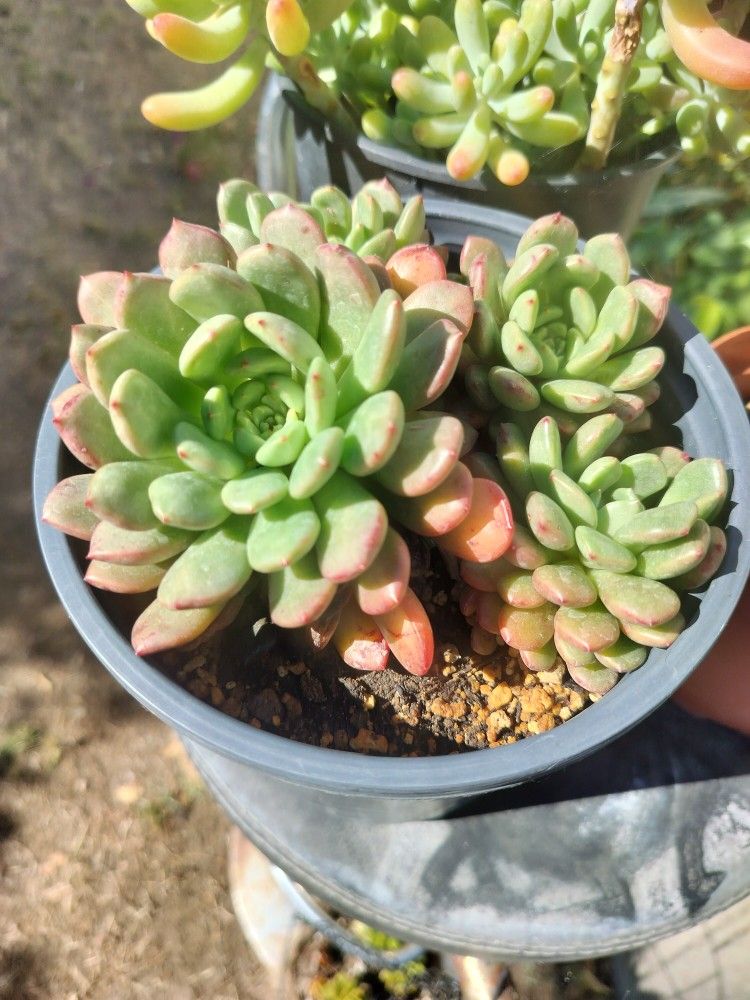 6" Pot Succulent - Graptoveria Bashful