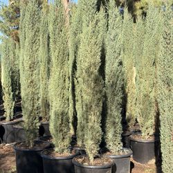 Italian cypress 20 Gal  7-9 Feet Tall