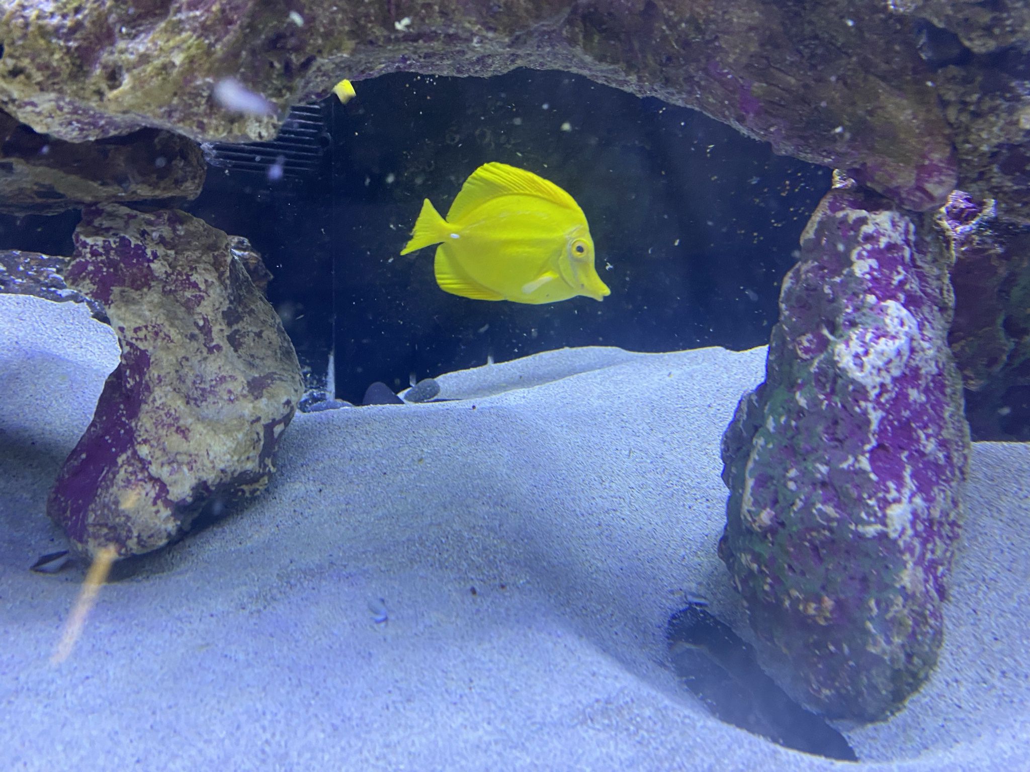 It is very nice and strong yellow tang 4 ”only 2️⃣0️⃣0️⃣