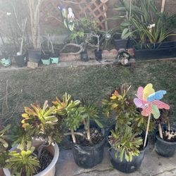 Green Indoor / Outdoor Less Water Plant